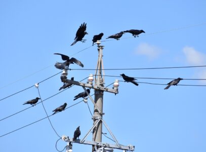 秋から冬にかけて群れるカラス