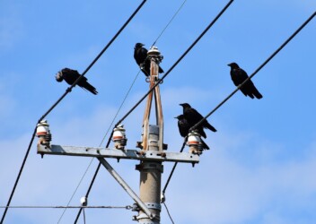 仲間の獲物を横取りするチャンスを窺うカラスたち