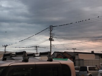 秋から冬にかけて群れるカラス