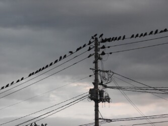 秋から冬にかけて群れるカラス