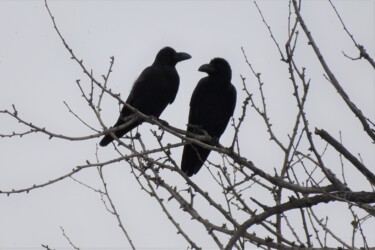 仲が良いカラス(番いか?)