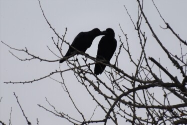 仲が良いカラス(番いか?)