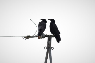 仲が良いカラス(番いか?)