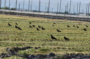 採餌するカラス