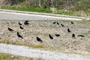 採餌するカラス