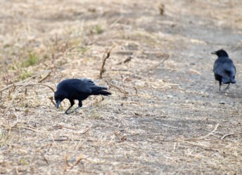 採餌するカラス