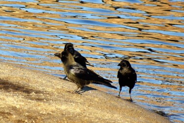 ハシブトカラスとハシボソカラス