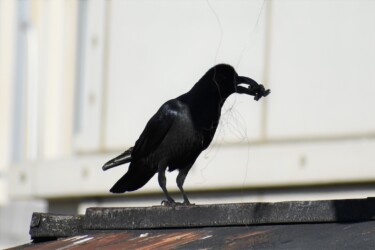 餌をとったカラス