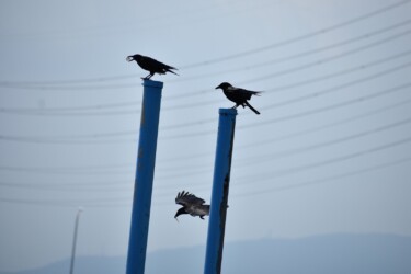 獲物を咥えたカラス