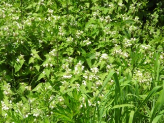 群生するオドリコソウ