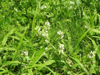 群生するオドリコソウ