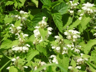 群生するオドリコソウ