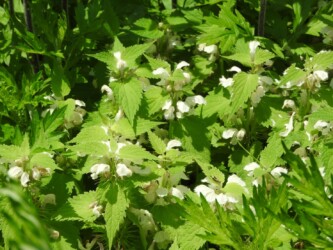 群生するオドリコソウ
