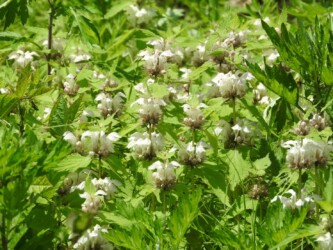 群生するオドリコソウ