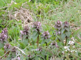 ヒメオドリコソウ