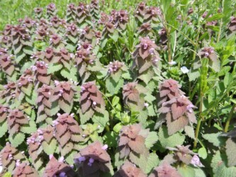 ヒメオドリコソウ