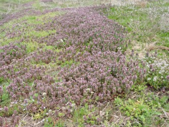 ヒメオドリコソウ