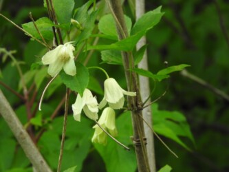 トリガタハンショウヅル