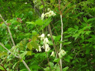 トリガタハンショウヅル