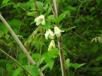 トリガタハンショウヅル