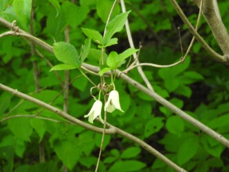 トリガタハンショウヅル
