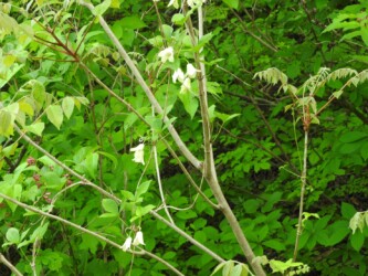 トリガタハンショウヅル