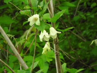 トリガタハンショウヅル