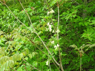 トリガタハンショウヅル