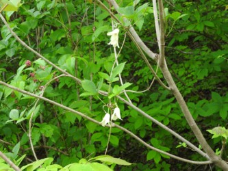 トリガタハンショウヅル