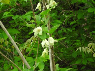 トリガタハンショウヅル