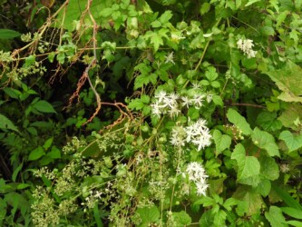 同じ仲間のセンニンソウ