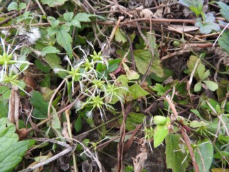 同じ仲間のセンニンソウ