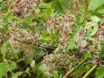 同じ仲間のセンニンソウ