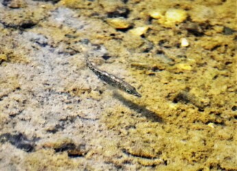 ハリヨ ボケてますが悪しからず