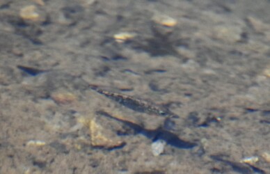 ハリヨ ボケてますが悪しからず