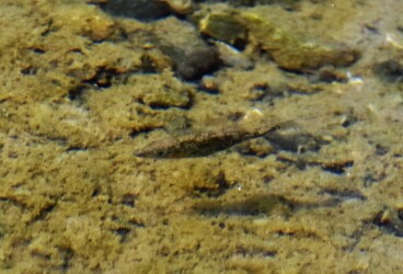 ハリヨ ボケてますが悪しからず