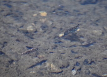 ハリヨ ボケてますが悪しからず