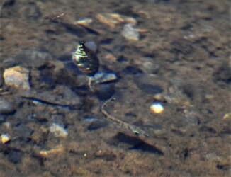 ハリヨ ボケてますが悪しからず