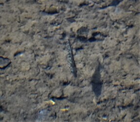 ハリヨ ボケてますが悪しからず