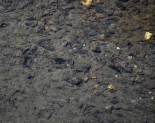 ハリヨ ボケてますが悪しからず