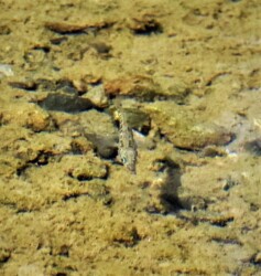 ハリヨ ボケてますが悪しからず