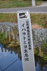 天童のイバラトミヨの保存池