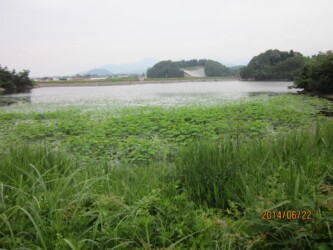 原崎沼