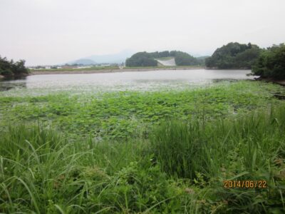 原崎沼