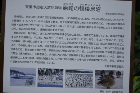 カモの掲示板