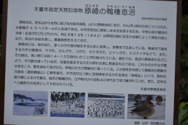 カモの掲示板