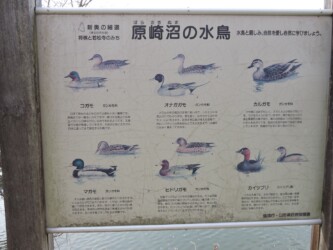 カモの掲示板