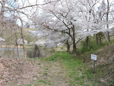 原崎沼の遊歩道