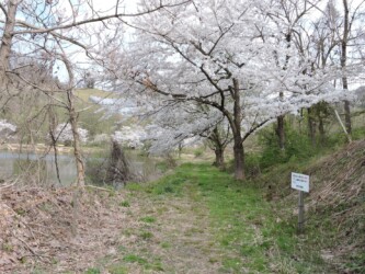 原崎沼の遊歩道