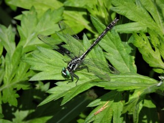 コサナエのオスか?